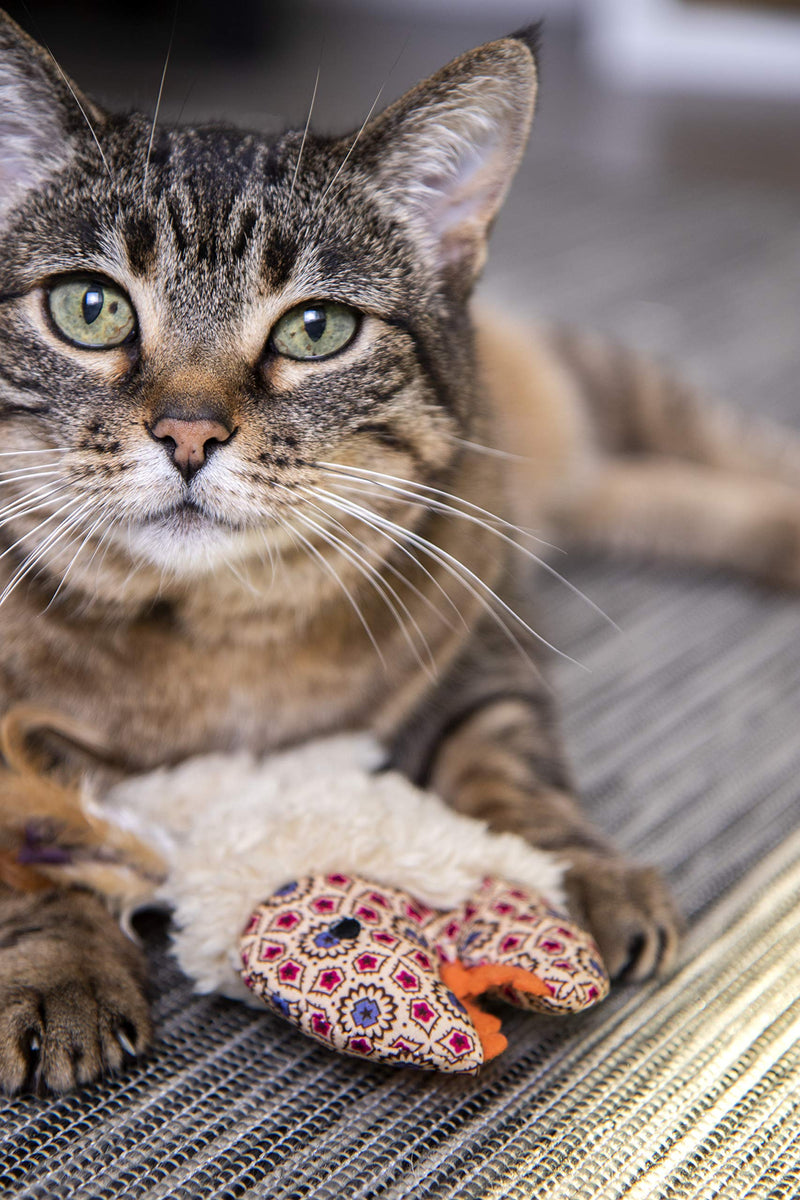 [Australia] - Petlinks Refillable Catnip Cat Toys Fresh Catch 