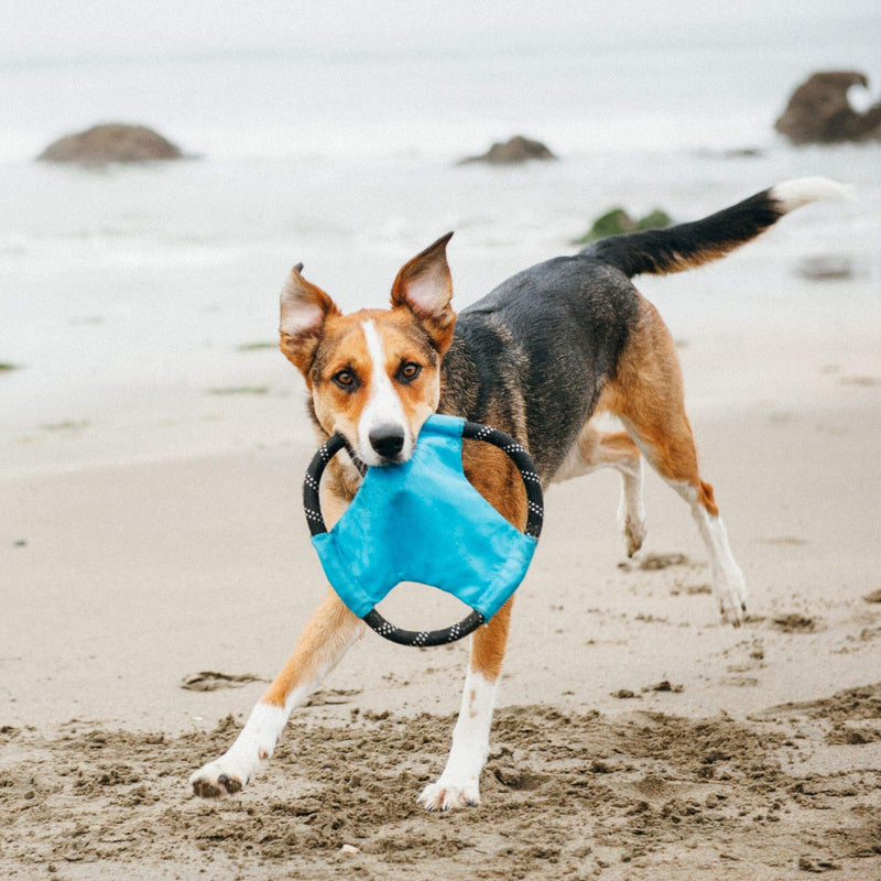 [Australia] - ZippyPaws - Rope Gliderz Durable Outdoor Dog Toy Flying Disc Blue 