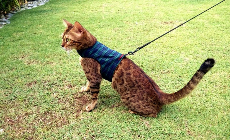 Mynwood Cat Jacket/Harness Black Watch Tartan Kitten up to 8month - PawsPlanet Australia