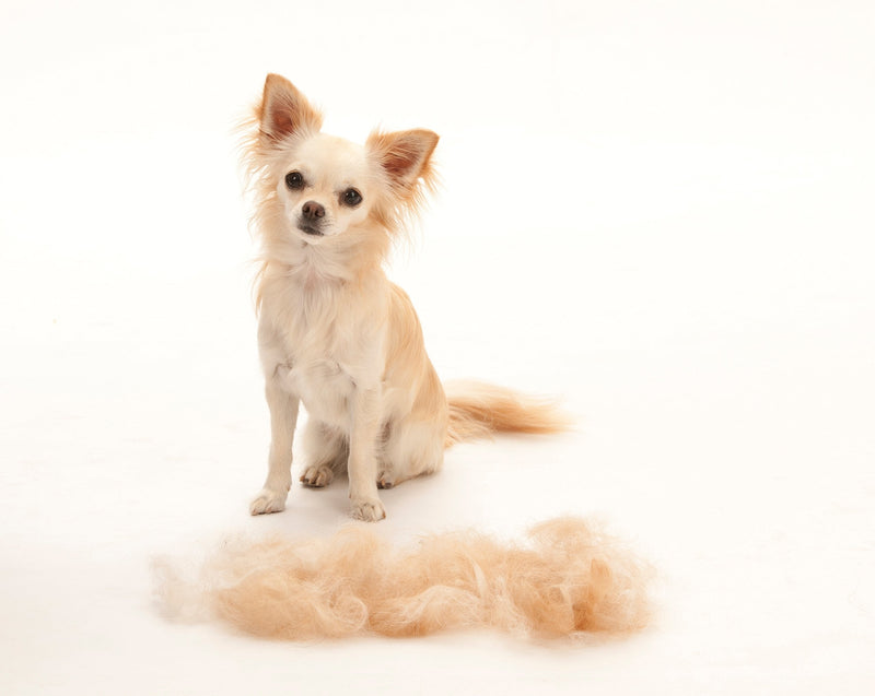 FURminator De-Shedding Tool for Dogs Short Hair X-Small Dogs - PawsPlanet Australia