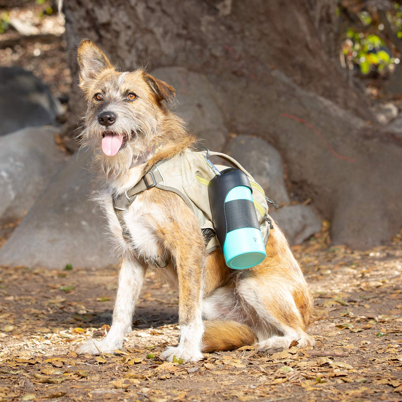 [Australia] - PetFusion Portable Dog Water Bottle (New; Large Dispenser, 22 oz). Insulated 2 Wall Stainless Steel for Optimal Cool Water Temp, Leak Proof, eco Friendly Narrow/A Blue 