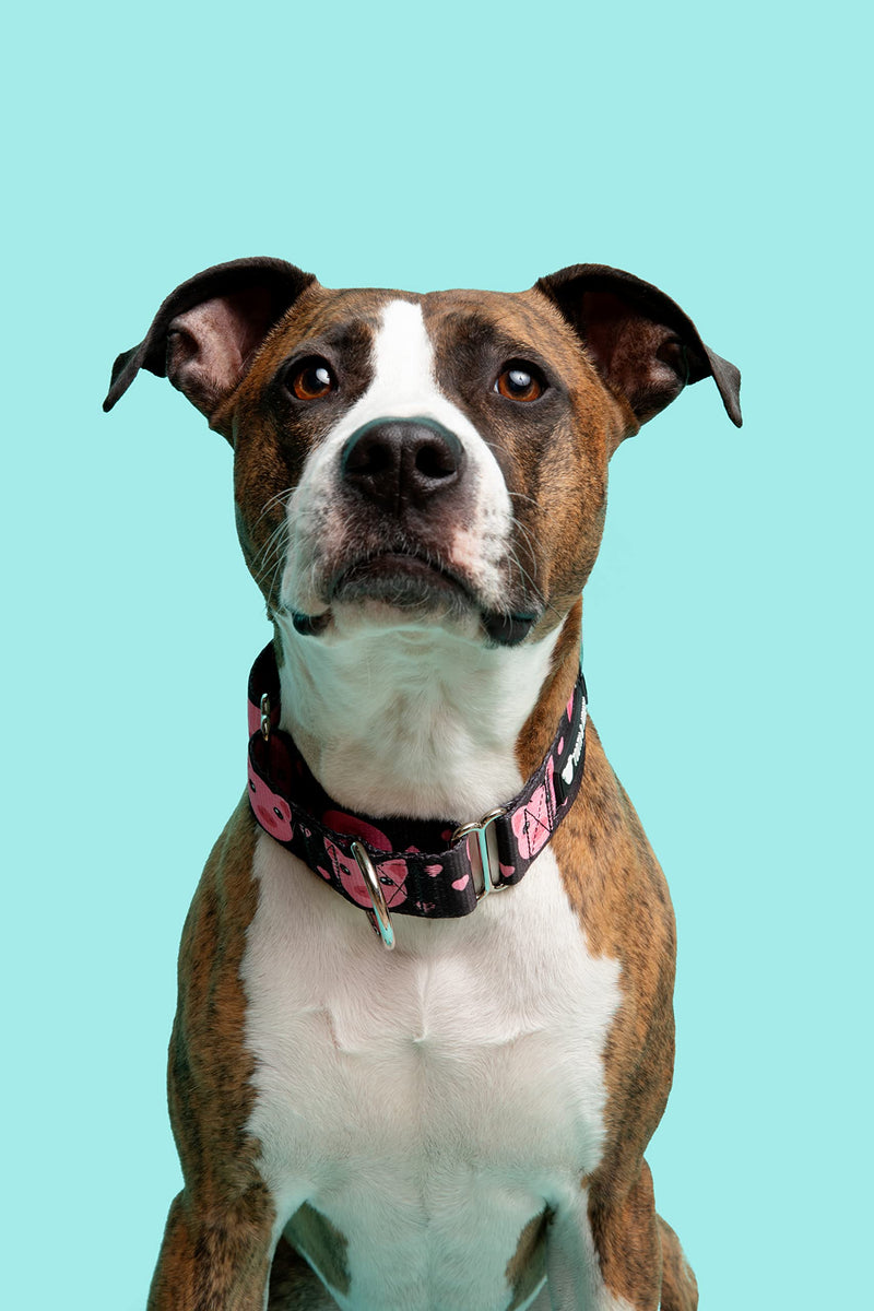 Tooth and Honey Pitbull 1.5" Wide Pig Martingale Collar - PawsPlanet Australia