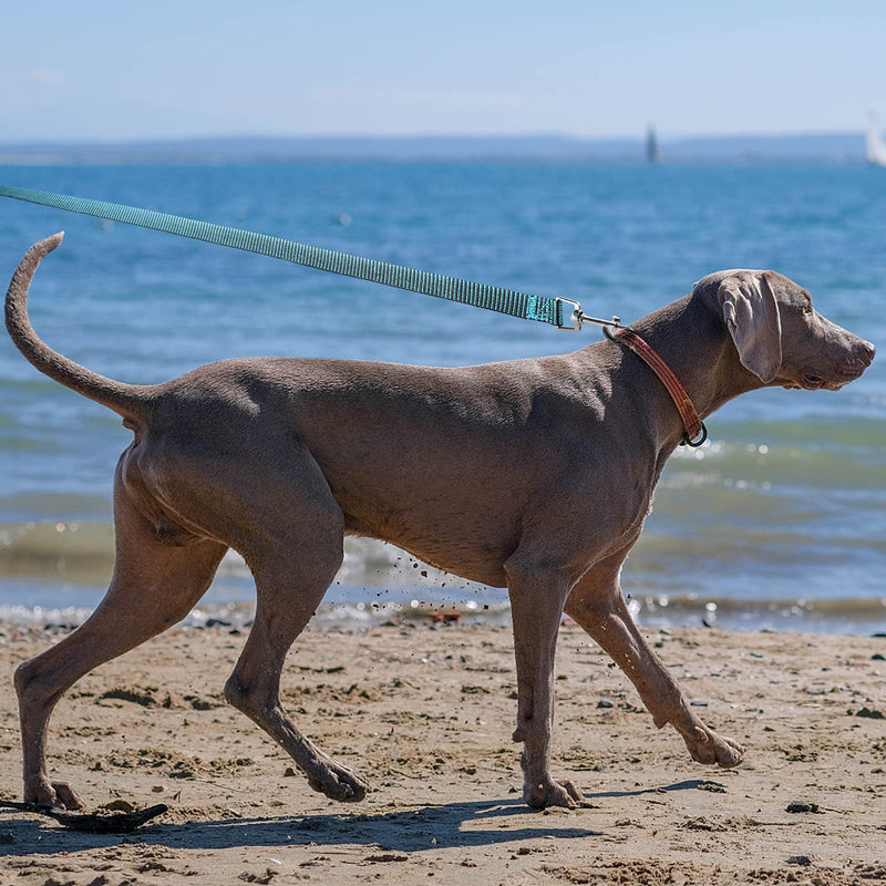 Extra Long Dog Training Leash - 20ft 30ft 50ft 100ft, Obedience Recall Training Agility Lead for Small Medium Large Dogs, Long Line Rope for Puppy Blue 20 Feet - PawsPlanet Australia