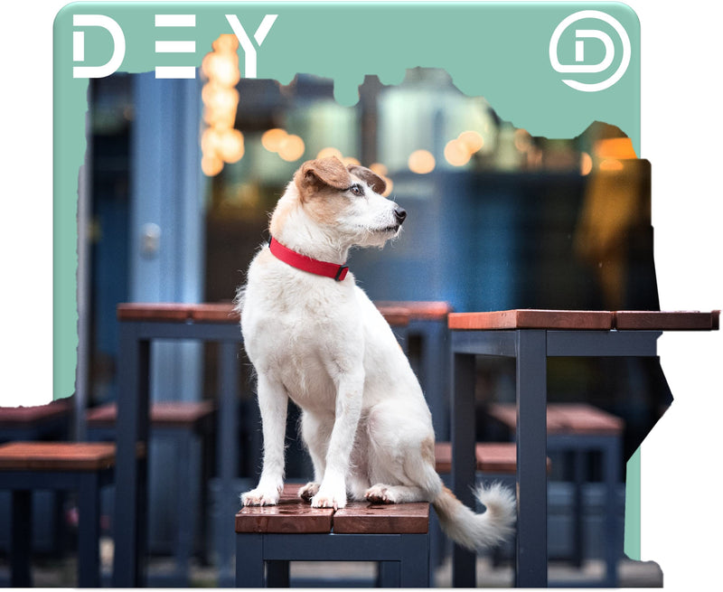 DEY - Premium dog collar nylon, adjustable, for small and large dogs, many colors and sizes, collar dog cat puppy, dog collars, cat collar, puppy collar, red, S [S] - 1.5 x 27 -37cm - PawsPlanet Australia
