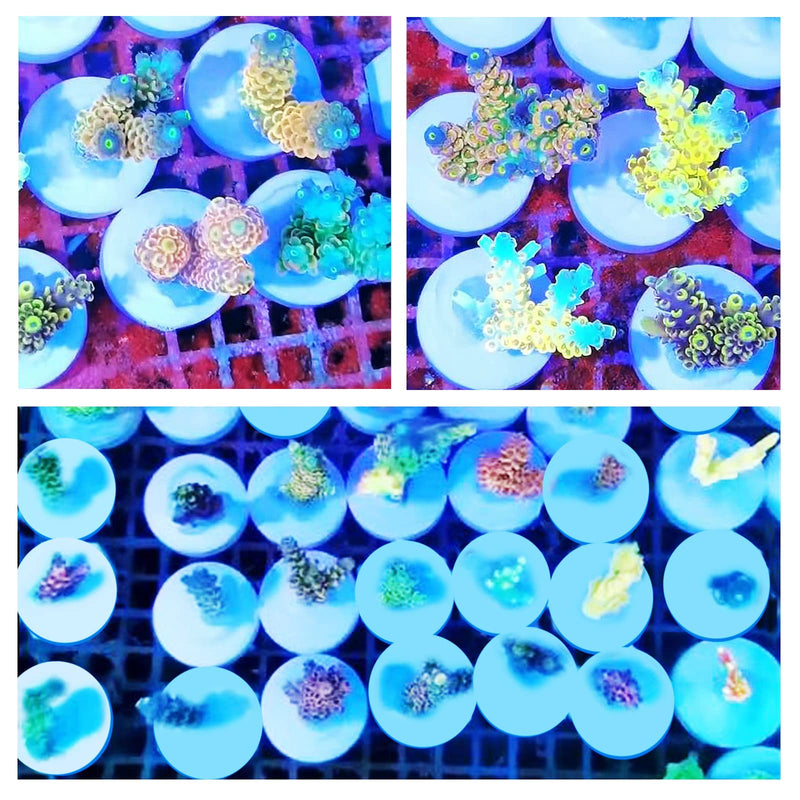 Saricho Ceramic White Coralline Coral frag Plugs Coral frag Base Round 20pc round24mm20pcs - PawsPlanet Australia