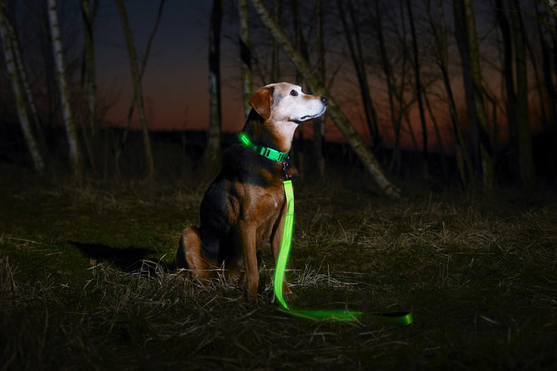 [Australia] - Illumiseen LED Dog Collar - USB Rechargeable - Available in 6 Colors & 6 Sizes - Makes Your Dog Visible, Safe & Seen Neon Green Large (19 – 24” / 49 – 61cm) 