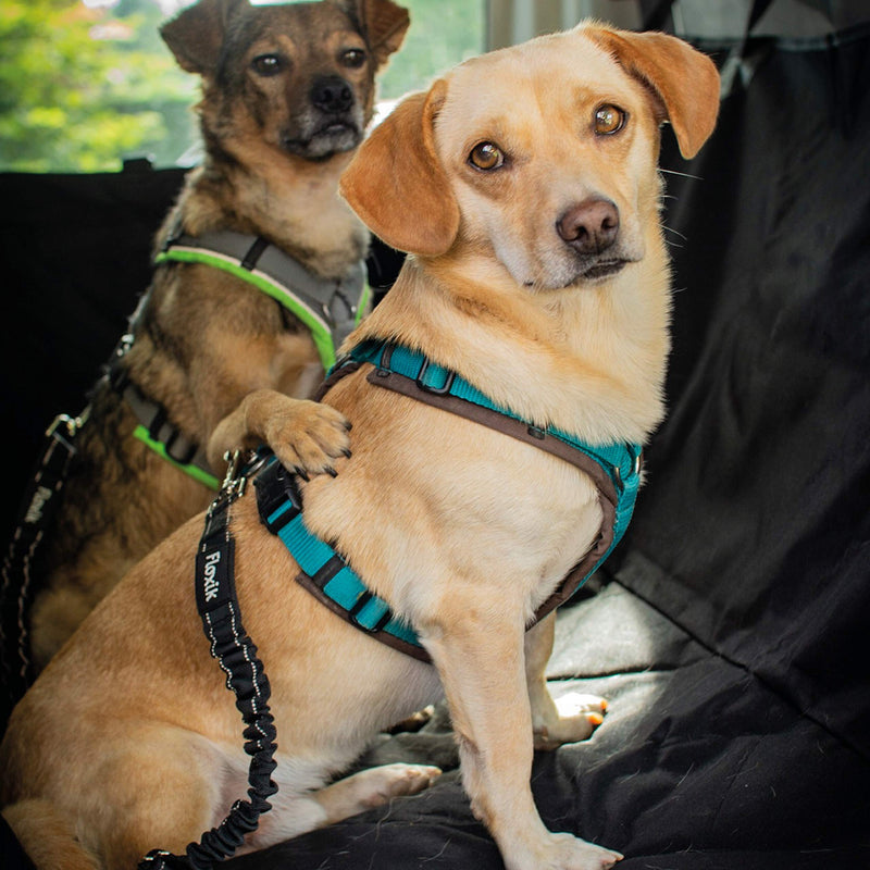 Floxik dog car seat belt - seat belt for dogs with elastic shock absorber - variably adjustable dog belt in small/large - PawsPlanet Australia