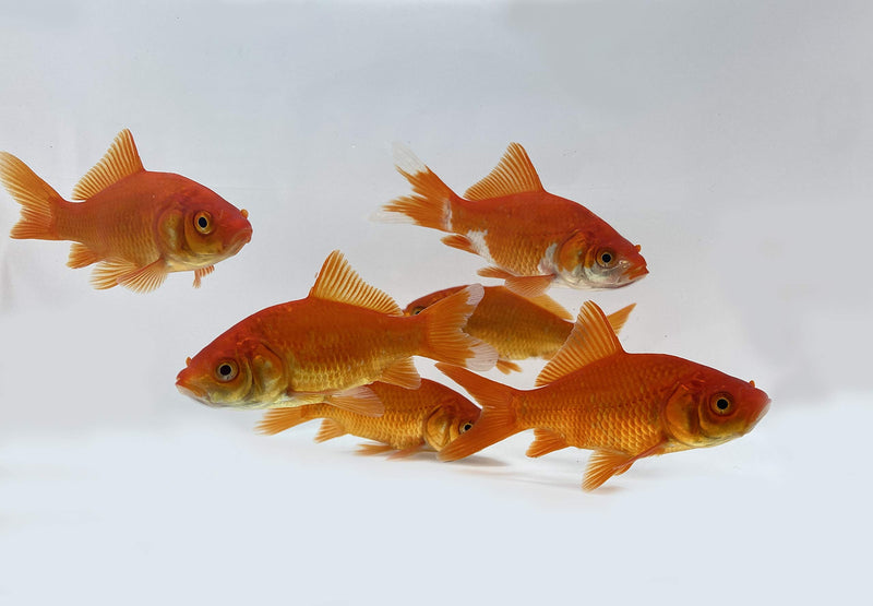 [Australia] - Toledo Goldfish Live Shubunkin, Sarasa, and Comet Goldfish Combo for Ponds or Aquariums – USA Born and Raised – Live Arrival Guarantee 3 to 4 inches 6 Fish (2 of each) 