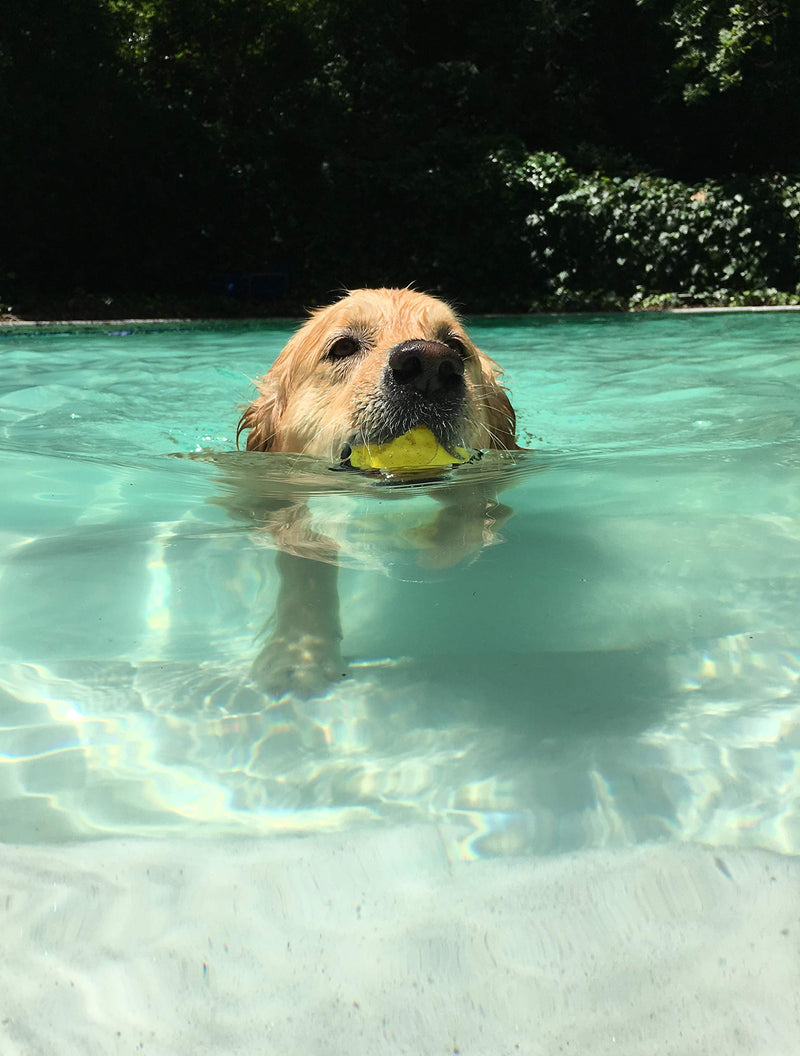 Waboba Fetch Water Ball for Dogs (Two Pack) - PawsPlanet Australia