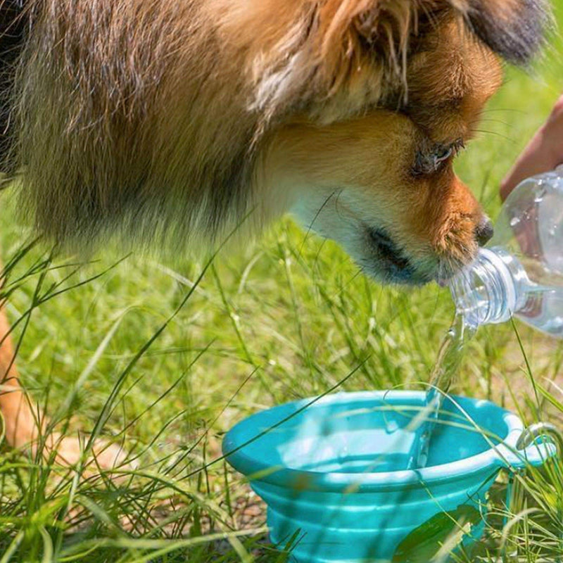 FFDPET Silicone Collapsible Travel Bowl for Dogs & Cats, Small, Teal - PawsPlanet Australia