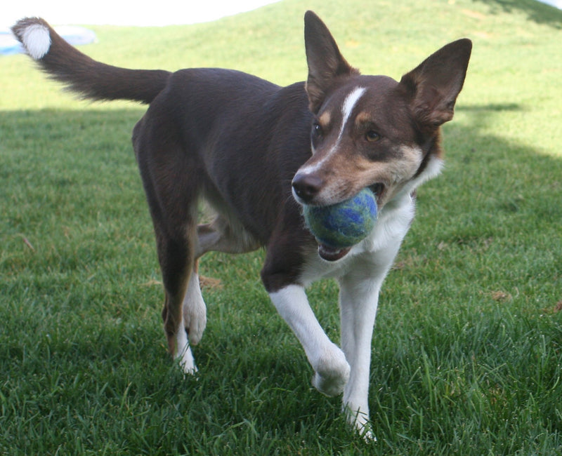 [Australia] - Pet Pizazz 3-Pack 100% Wool Dog Balls (Indoor or Outdoor Toy, Boutique Quality, All-Natural) 