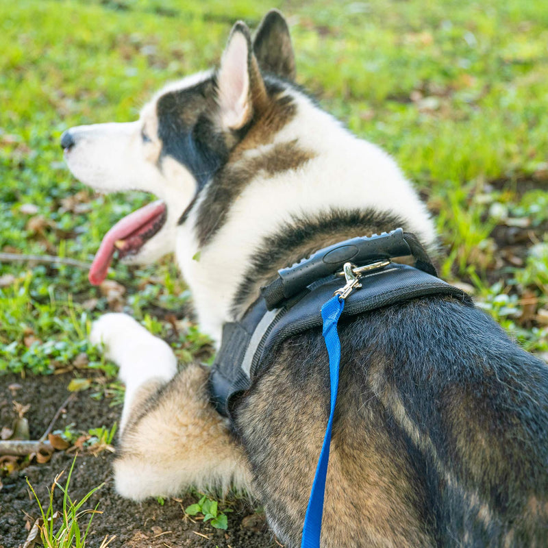 [Australia] - Hi Kiss Dog/Puppy Obedience Recall Training Agility Lead - 15ft 20ft 30ft 50ft 100ft Training Leash - Great for Training, Play, Camping, or Backyard 30 Feet Black 