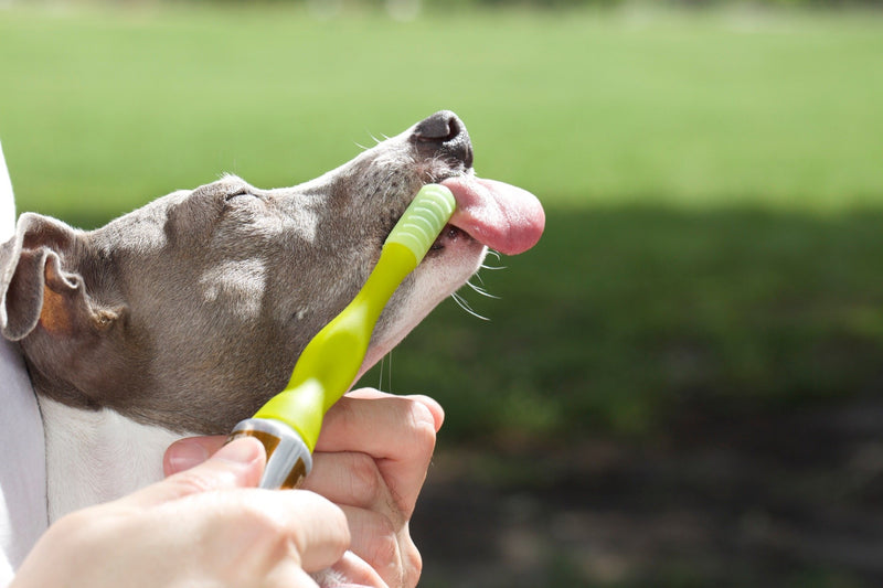 Howling Greyhound Spawtless Toothbrush Soft Silicon Medium Pet Toothbrush Dog Toothbrush for Small to Medium Size Pets - PawsPlanet Australia