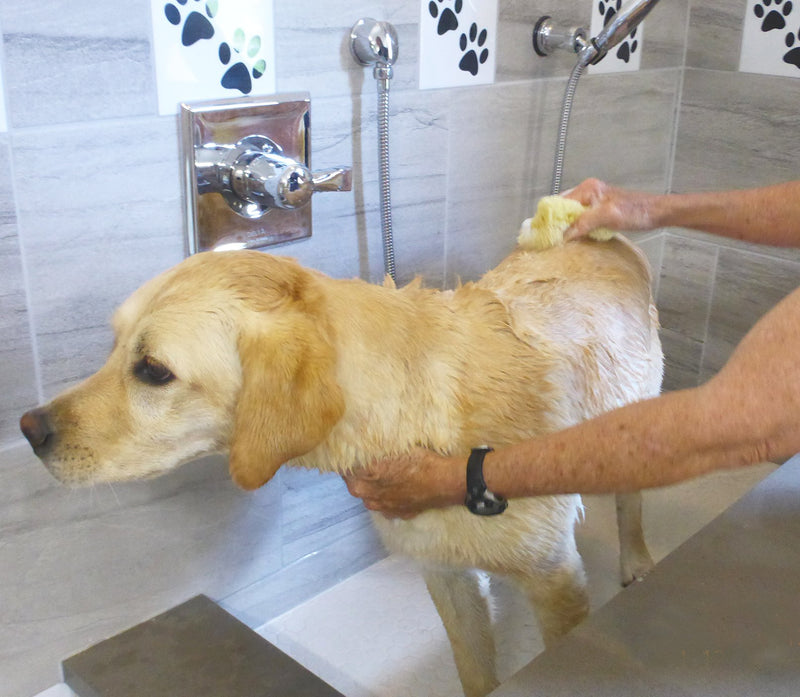 [Australia] - Constantia Pets Sea Sponges for Dogs - Luxury Canine Bath Care, for Pet Grooming, Soft & Gentle Pampering 