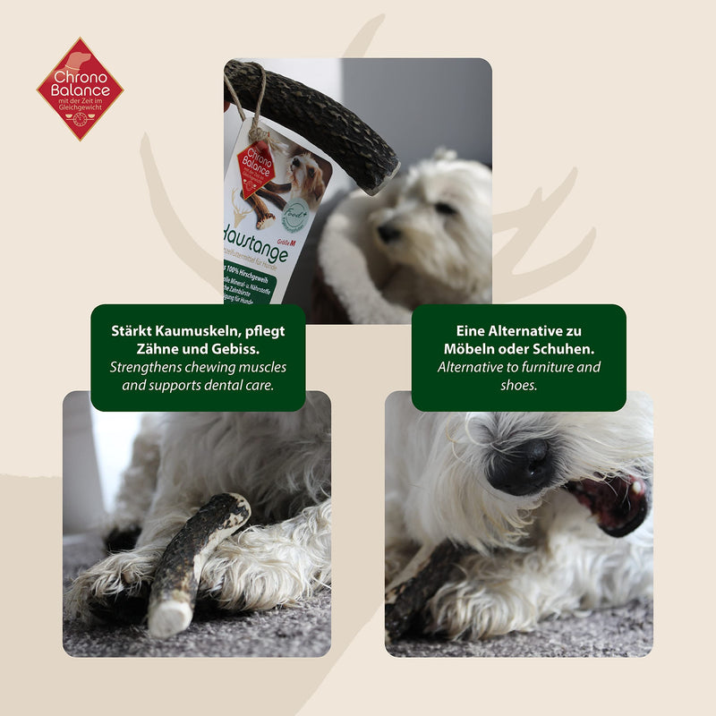ChronoBalance® Antler Chew Stick for Dogs: L Chew Toy Dental Care Chew Stick Made of 100% Deer Antler: Dog Toy Chew Root Treat Chew Wood Dental Hygiene Chew Bone Set: Naturally Safe Robust L (Pack of 1) - PawsPlanet Australia