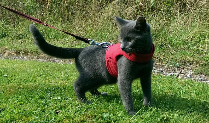 Mynwood Cat Jacket/Harness Red Adult Cat - PawsPlanet Australia
