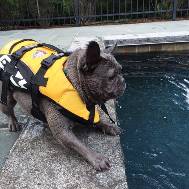 EzyDog Micro DFD Life Jacket, Lifejacket, Boating, Under 7KG, Dog Friendly, Paddle Board, Superior Buoyancy, Rescue Handle (Yellow) XS Yellow - PawsPlanet Australia