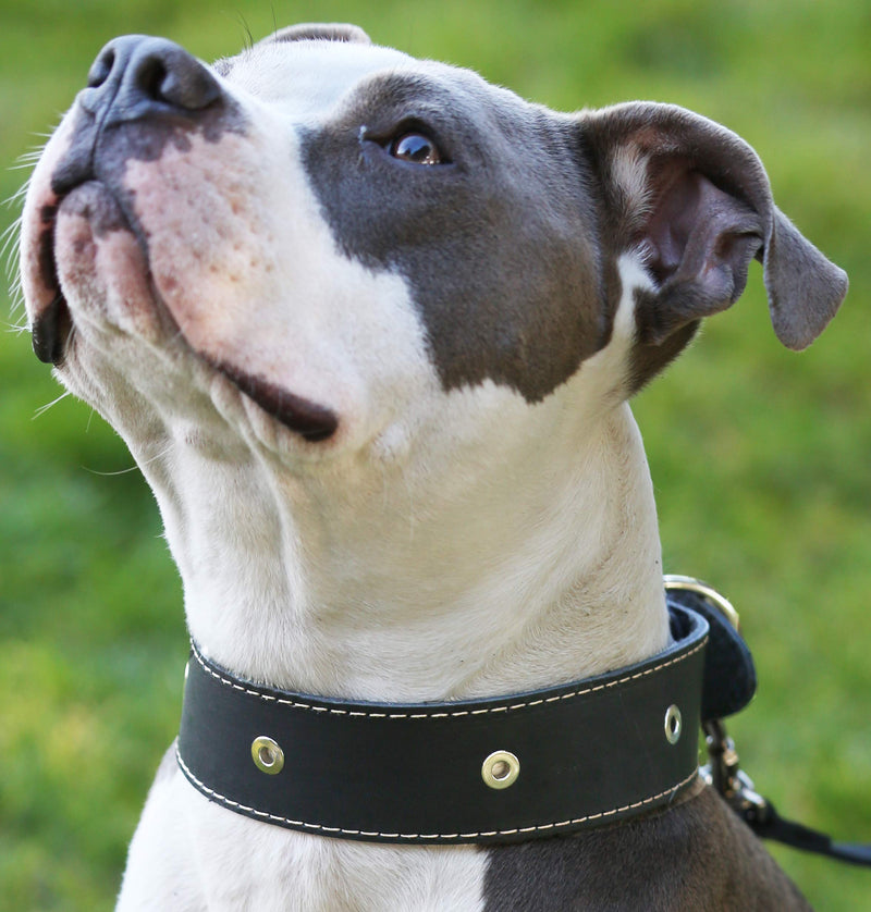 [Australia] - Black Genuine Leather Studded Dog Collar, 1.75" Wide. Fits 18.5"-22" Neck. for Large Breeds Boxer, Bulldog, Pitbull. 