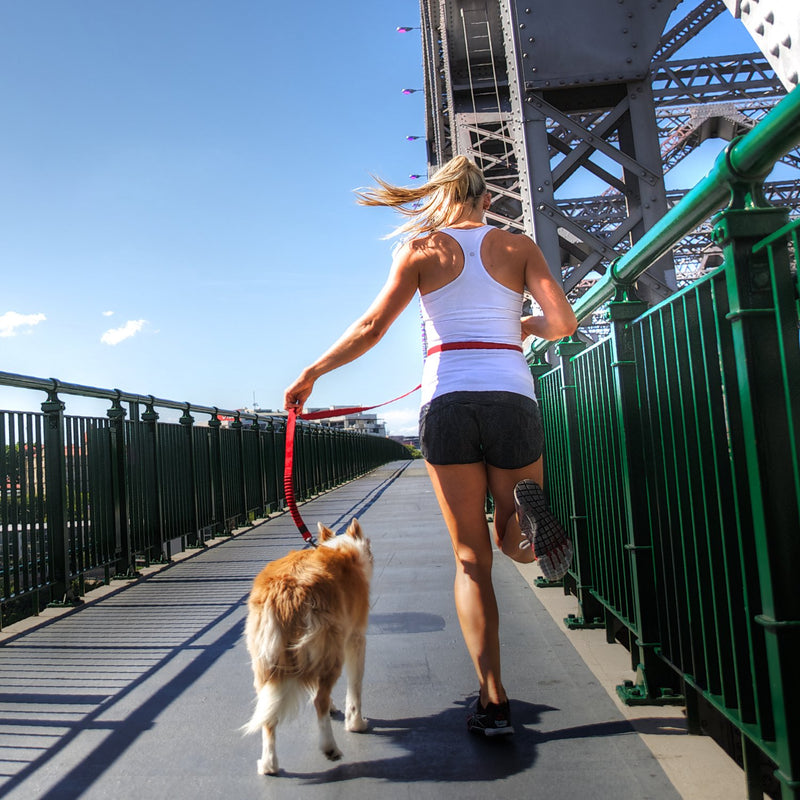 [Australia] - EzyDog Road Runner Hands Free Walking, Jogging, and Running Zero Shock Bungee Dog Leash with Reflective Stitching and Adjustable Waist Belt Black 