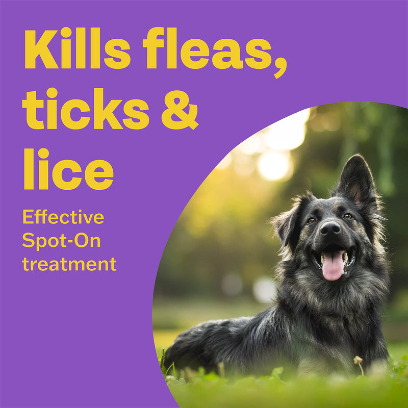 Bob Martin Clear | Spot On Flea Treatment for Large Dogs (20-40 kg) | Kills Fleas, Ticks & Lice | Fast Control, 24 Week Protection (3 Pipettes) Large Dog 3 Tubes - PawsPlanet Australia