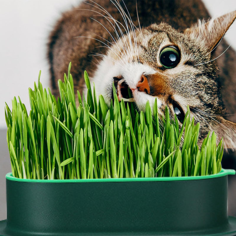 FRXAEZTG Catnip Frame with 2 Spray Bottles of 50 ml Catnip Plant Growing Kit Fresh Catnip (Dark Green + Green) - PawsPlanet Australia