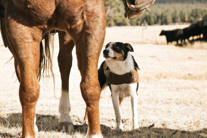 Carhartt Pet Vests, Service Dog Harness, L, High Risk Red/Carhartt Brown High Risk Red/Carhartt Brown - PawsPlanet Australia