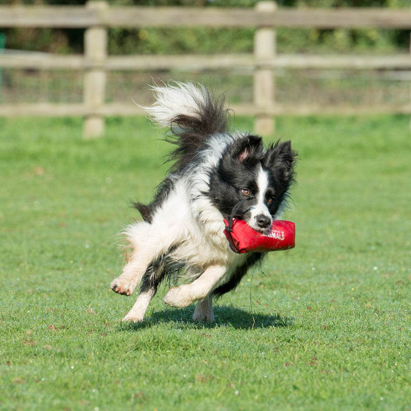 The Company of Animals Canvas Training Dummy, Floats, Highly Visible, Long Distance Throwing, GunDog and Puppy Training Available in Small, Medium and Large - PawsPlanet Australia