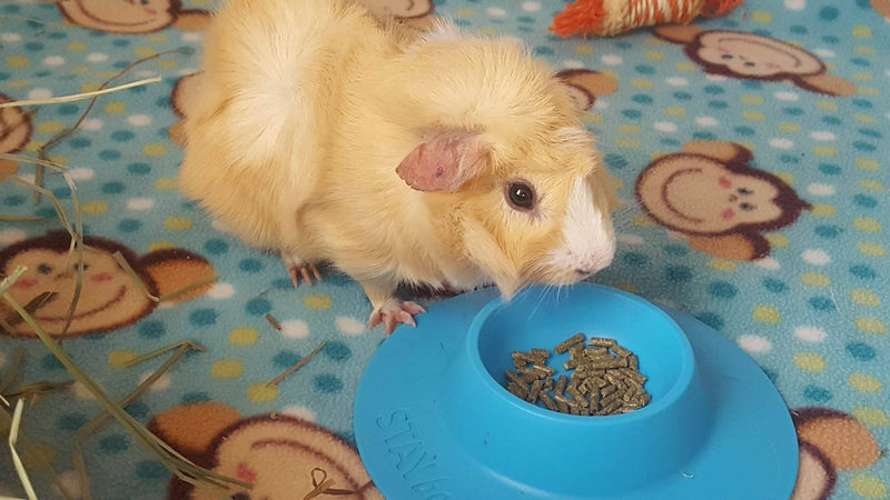 STAYbowl Tip-Proof Ergonomic Pet Bowl for Guinea Pig and Other Small Pets; 1/4-Cup Size; Sky Blue - PawsPlanet Australia