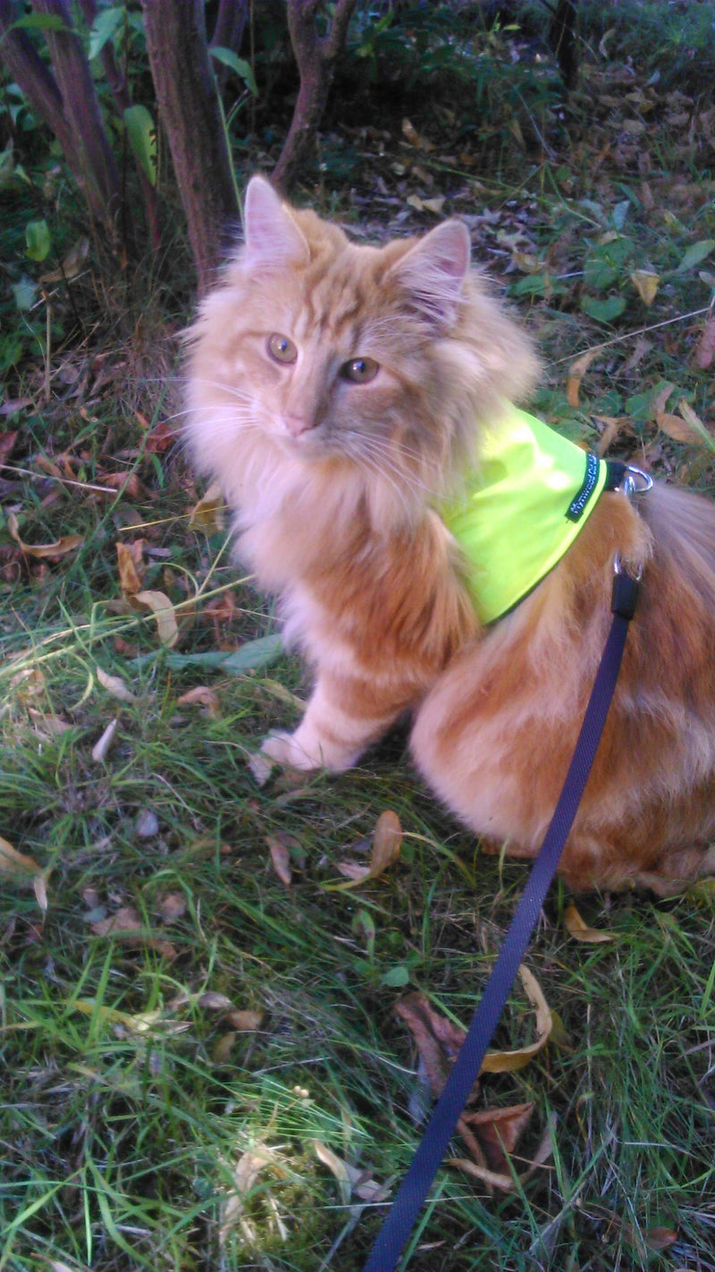 Mynwood Cat Jacket/Harness High Viz Kitten up to 8month - PawsPlanet Australia