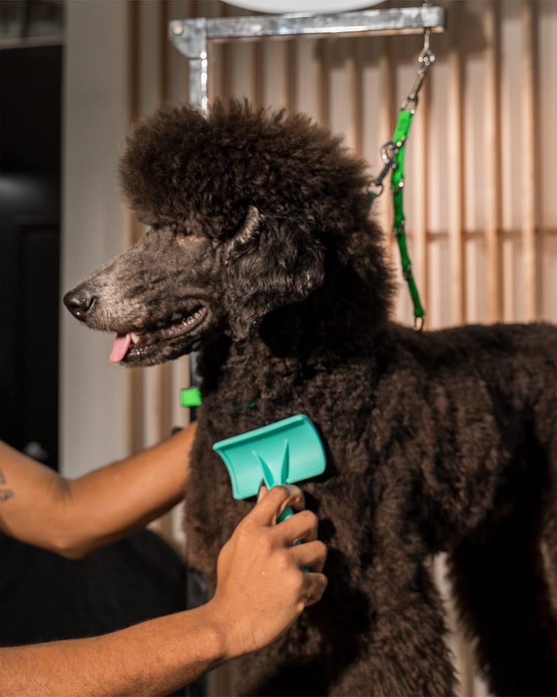 Jelly Pet Universal Slicker Brush for Dogs, Remove Tangles and Dead Undercoat, Doodle Huskie Sheep Dog Golden Retriever German Shepherd, Firm Pins, Teal, Large Head (3 in x 4 in) - Pins (Firm) - PawsPlanet Australia