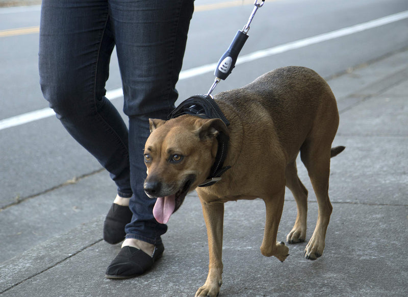 [Australia] - Sherpa Travel Dog Collars Harnesses and Leashes one size no pull lead 