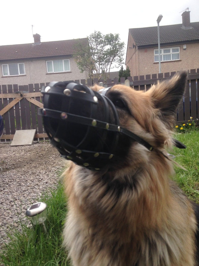 L&J Pets Uk New Genuine Light leather Dog Muzzle German Shepherd and Other Similar Snout (Black Leather, W1) (W1-3) Black Leather - PawsPlanet Australia