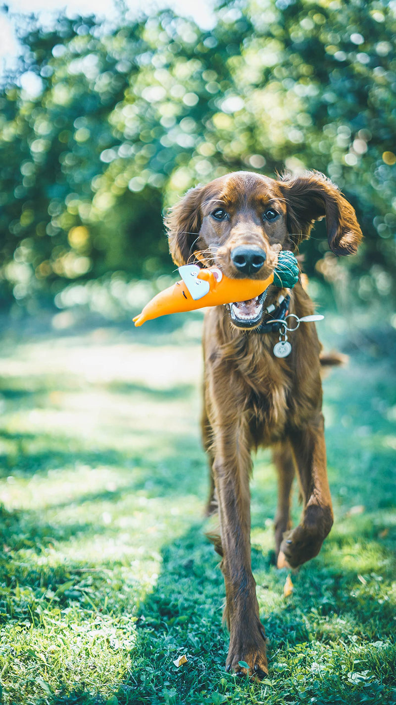 Aime Vinyl carrot toy for dogs 24 cm - PawsPlanet Australia