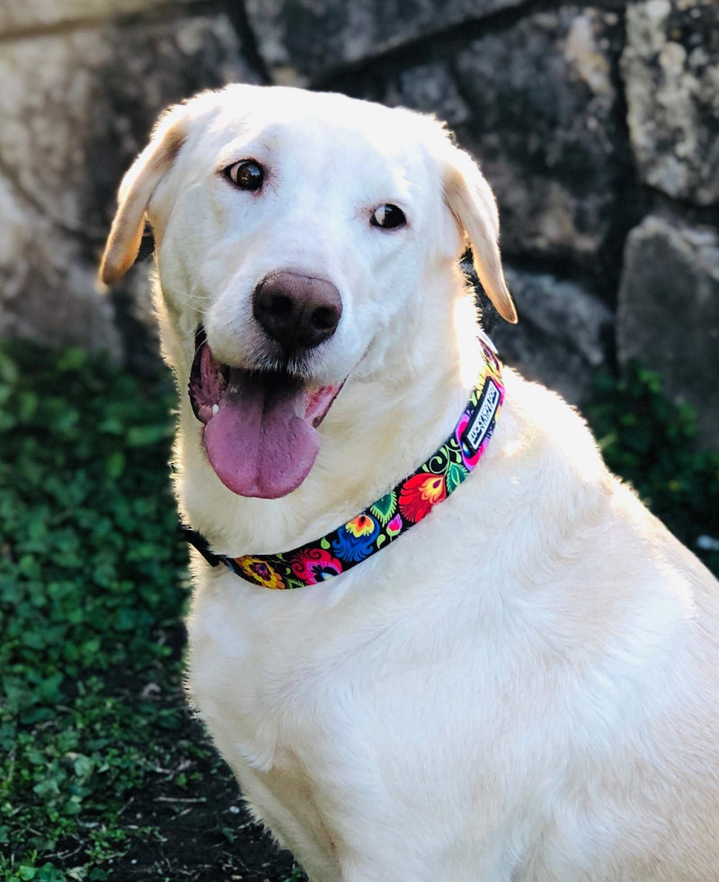 [Australia] - Lucky Love Dog | Multi-Color Dog Leash for Small Medium Large Dogs - Soft, Adjustable, Cute Pet Gear for Male and Female Dogs Blackbird Leash 