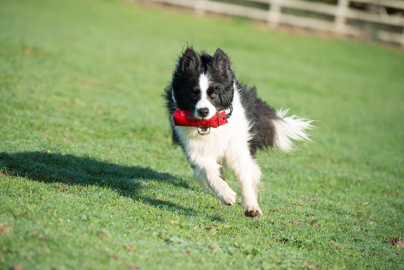 COMPANY OF ANIMALS Canvas Training Dummy for Dogs, Size Small, Retrieval Training Equipment Floats, Highly Visible, Long Distance Throwing, GunDog & Puppy Training Available in Small, Medium & Large - PawsPlanet Australia