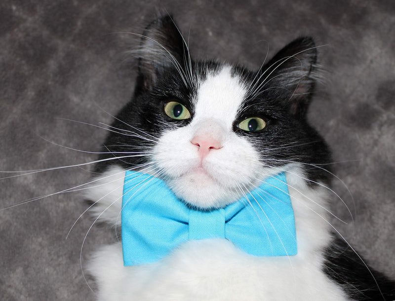 [Australia] - amy2004marie Cat/Small Dog Peacock Blue Cotton Bow Tie on Black Breakaway Collar 