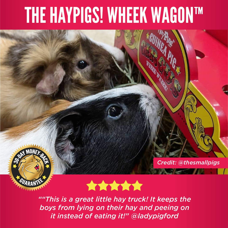 HAYPIGS Guinea Pig Toys and Accessories - Circus themed WHEEK WAGON Hay Hopper - Guinea Pig Hay Rack - Dwarf Rabbit Feeder - Hay Racks for Guinea Pigs - Hay Feeder - Chinchilla Hay Rack - PawsPlanet Australia