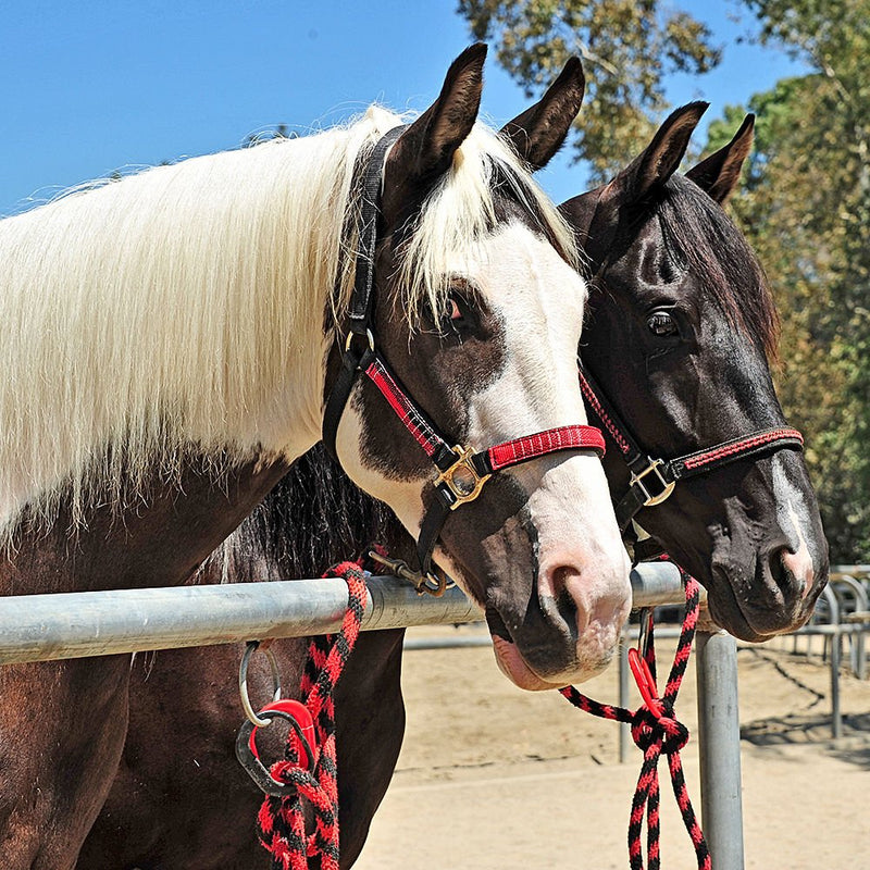 Safety Tie Injuries Preventing Horse Tether Tie - Portable & Reusable Breakaway Horse Tie - Revolutionary Safety for You and Your Horse - Quick Release Horse Tie - 5 Customizable Loop Setting Black - PawsPlanet Australia