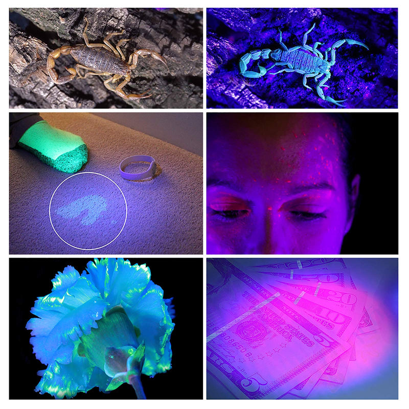 LEDGLE LED UV Flashlight UV Beast Pet Urine Finder Stain Detector Black Lights Torch, 100 LED Beads, with Lanyard - PawsPlanet Australia