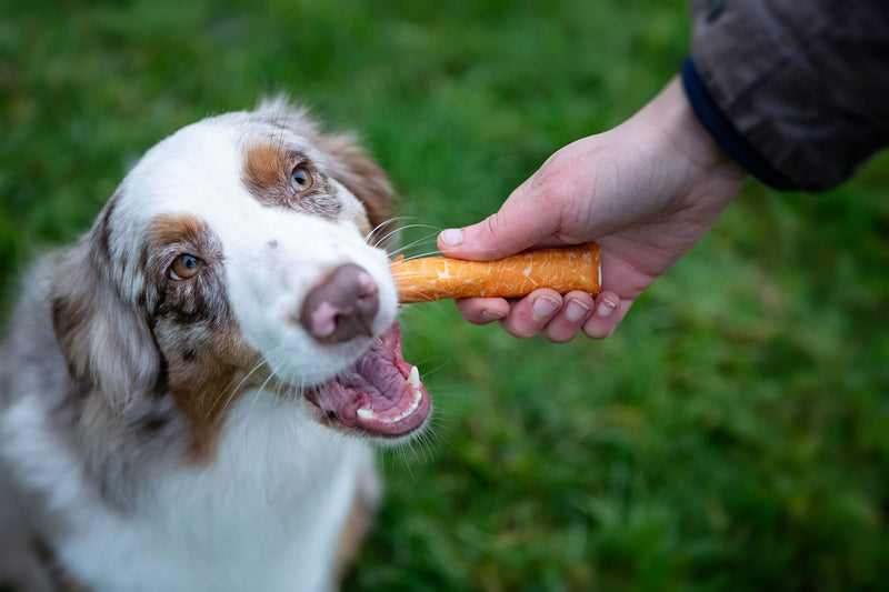 Pets Unlimited Chewy Sticks with Chicken Medium, Pack of 4 Premium high protein natural Pet treats with No artificial Colours flavours or preservatives - PawsPlanet Australia