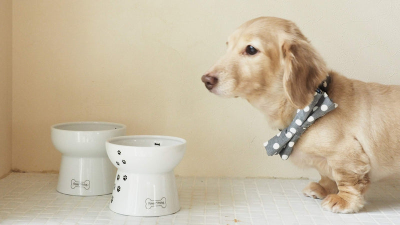 [Australia] - Necoichi Raised Dog Bowl Water Bowl 