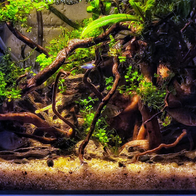 Hamiledyi 6 Pack Aquarium Driftwood Natural Spider Wood Branches Reptiles Aquarium Fish Tank Decoration Assorted(6 inch-8 inch) - PawsPlanet Australia