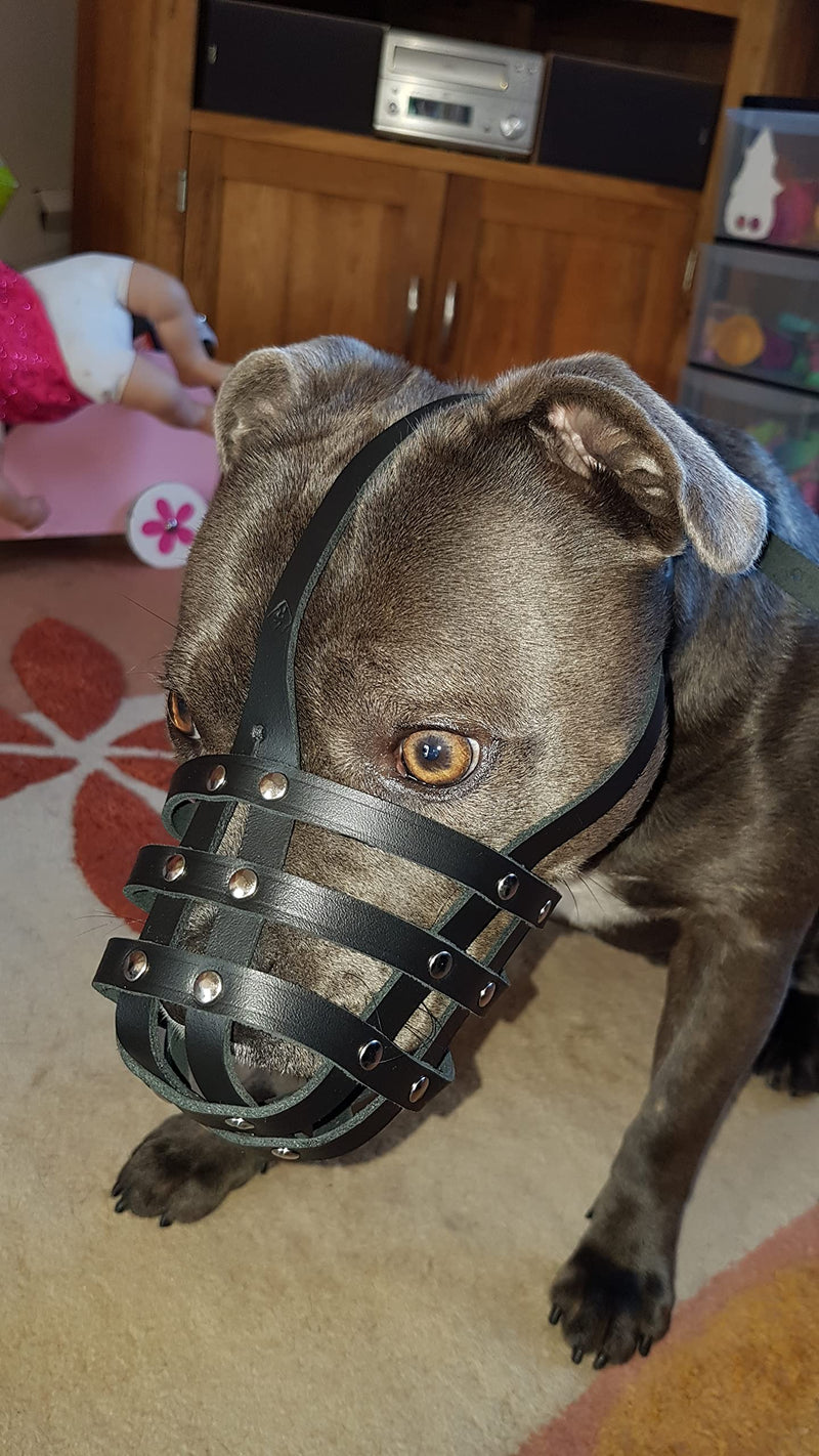 Light Genuine leather Dog Muzzle for Staffordshire Bull Terrier Staffy, Staffie and others (Black Leather, AS0) Black Leather - PawsPlanet Australia