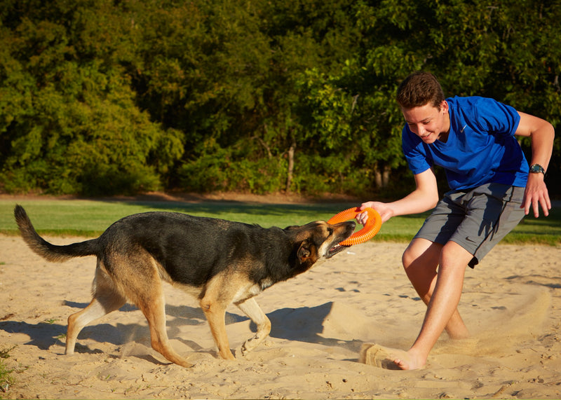 [Australia] - CHUCKIT! Rugged Flyer Dog Toy Large 