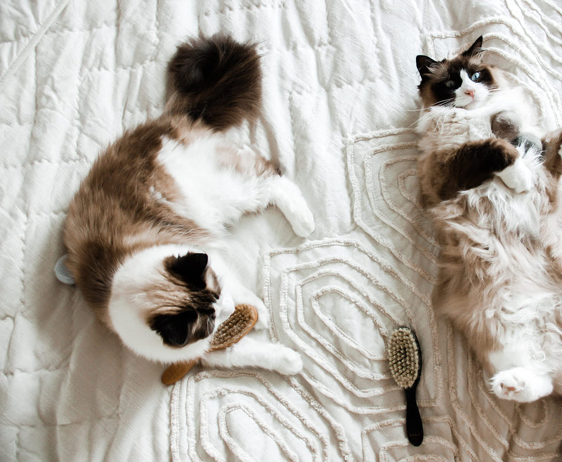 LucyBalu® cat brush for short hair & long hair | Fur brush for cats| Cat comb for grooming cats | Pet Hair Brush for Cats| Cat hair brush with natural bristles & wooden handle | oiled nature - PawsPlanet Australia