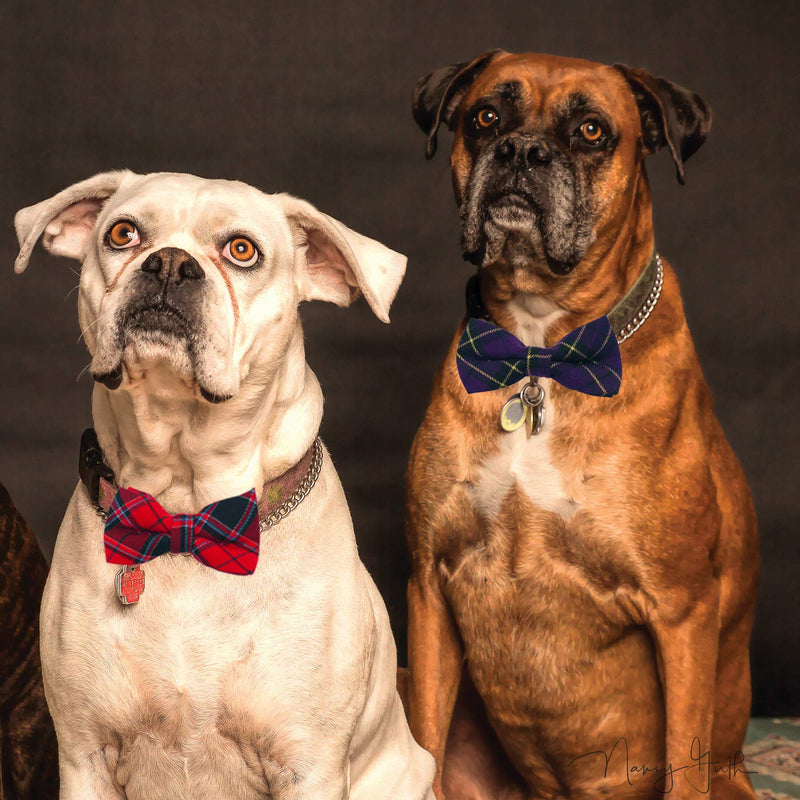 PET SHOW 10pcs Plaid Large Dogs Collar Attachment Bow Ties Embellishment Medium Dog Cat Collar Charms Accessories Bulk Slides Bowties for Birthday Wedding Parties - PawsPlanet Australia