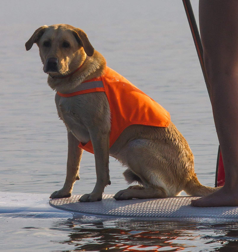 [Australia] - Dog Not Gone No Fly Zone Safety Vest for Dogs, Medium, Orange 