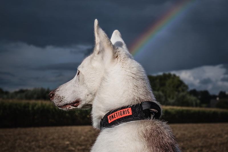 OneTigris Dog Collar with Metal Buckle for Dogs (Black, XL) Black - PawsPlanet Australia