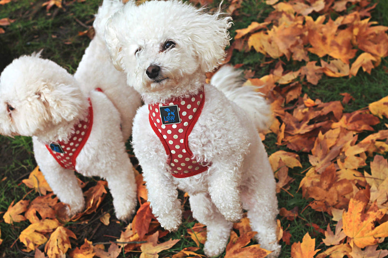 LSW Pet Design No Pull Small Dog Pet Harness Breathable Dotty Cotton Design and Sizes Pink Extra Small XS - PawsPlanet Australia