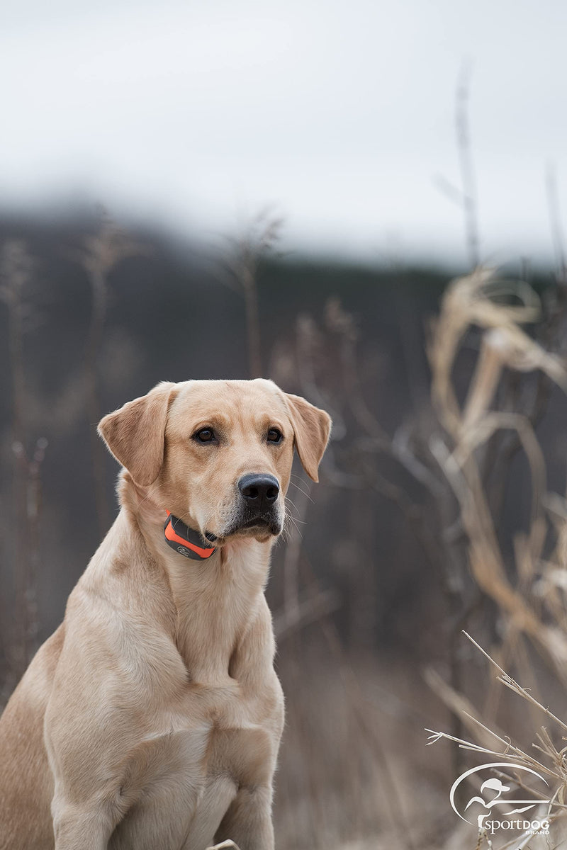 PetSafe SportDOG Roy Gonia Clear Competition Whistle - PawsPlanet Australia